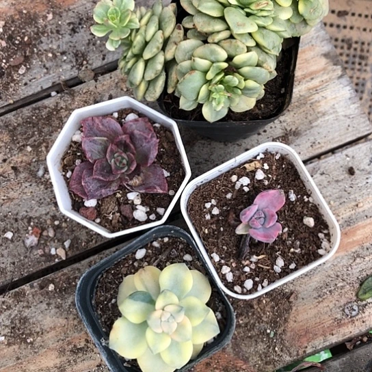 可爱到现在也都知道是