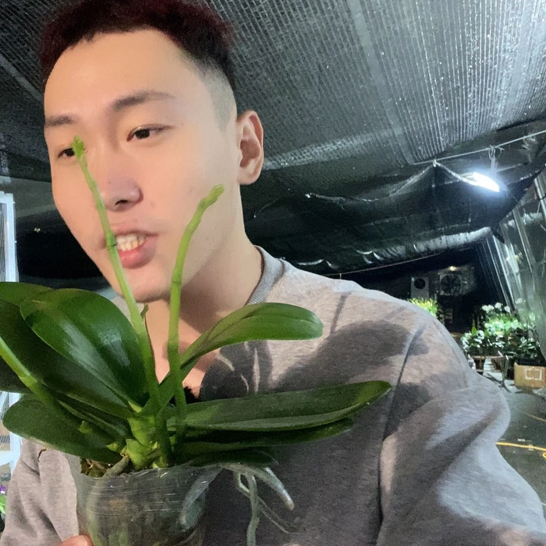 无花朵白天鹅4花剑