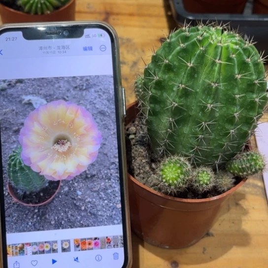 露露黃心紫拉丝6公分左右