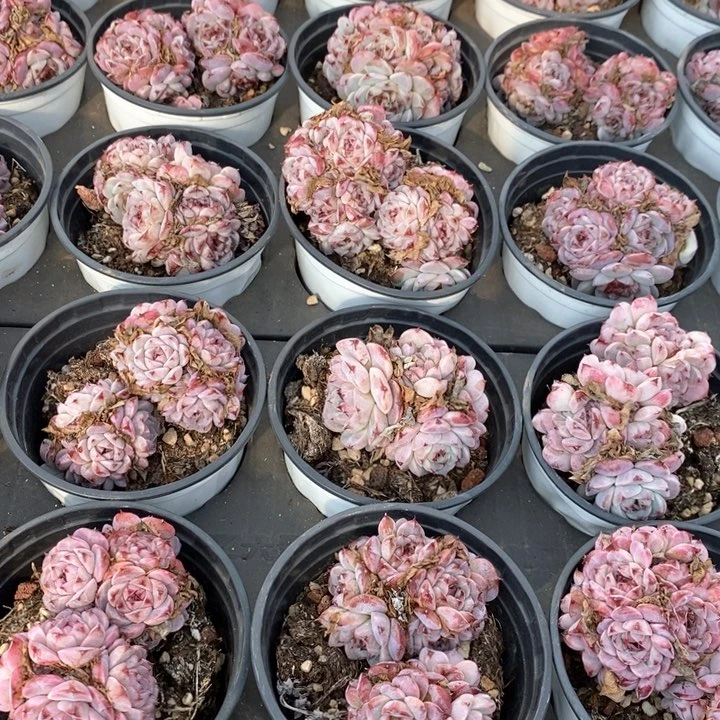 06天鹅绒群生 福利多多