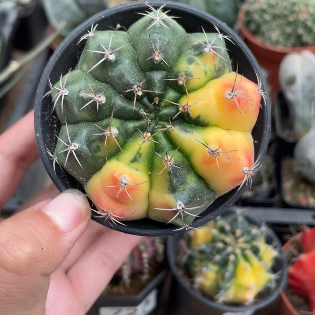 727牡丹锦（满18元包邮）