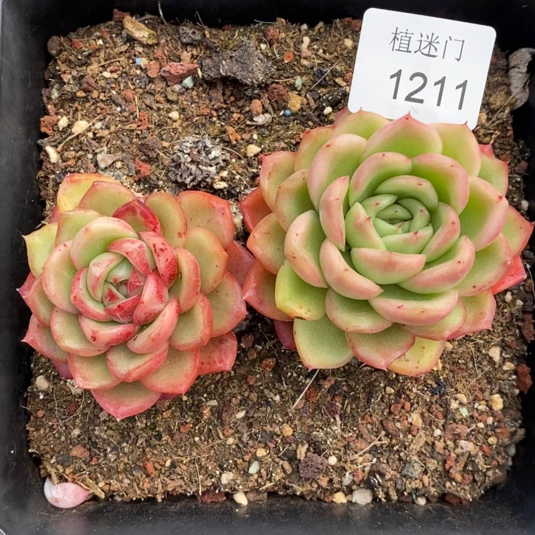 乔*板杂交精品多肉1211