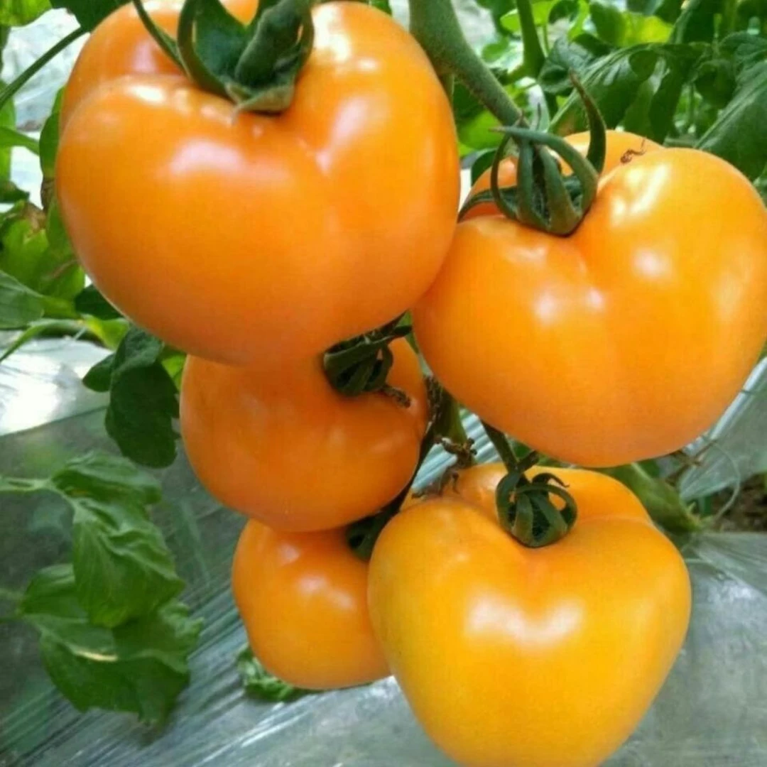 大黄番茄种子西红柿种籽沙瓤甜糯四季阳台盆栽农家蔬菜种子