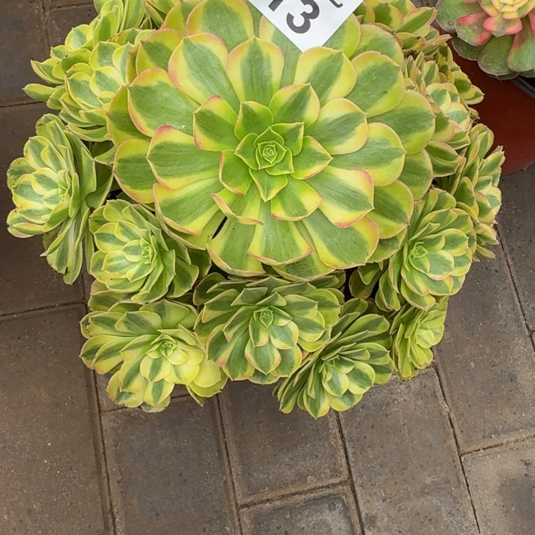 遇***你轮回福利313肉肉肉肉