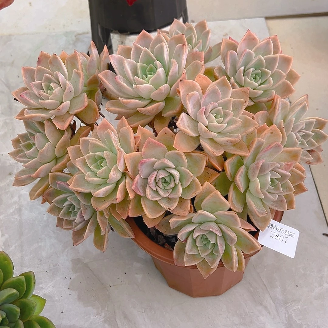 花***！2807哈利沃森多肉植物