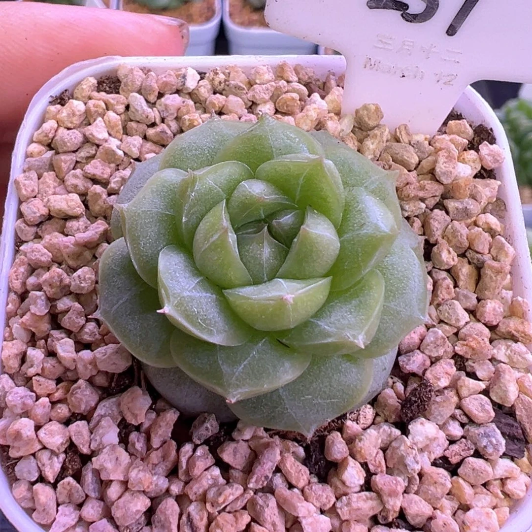 257号绿透暗纹 晗雨多肉