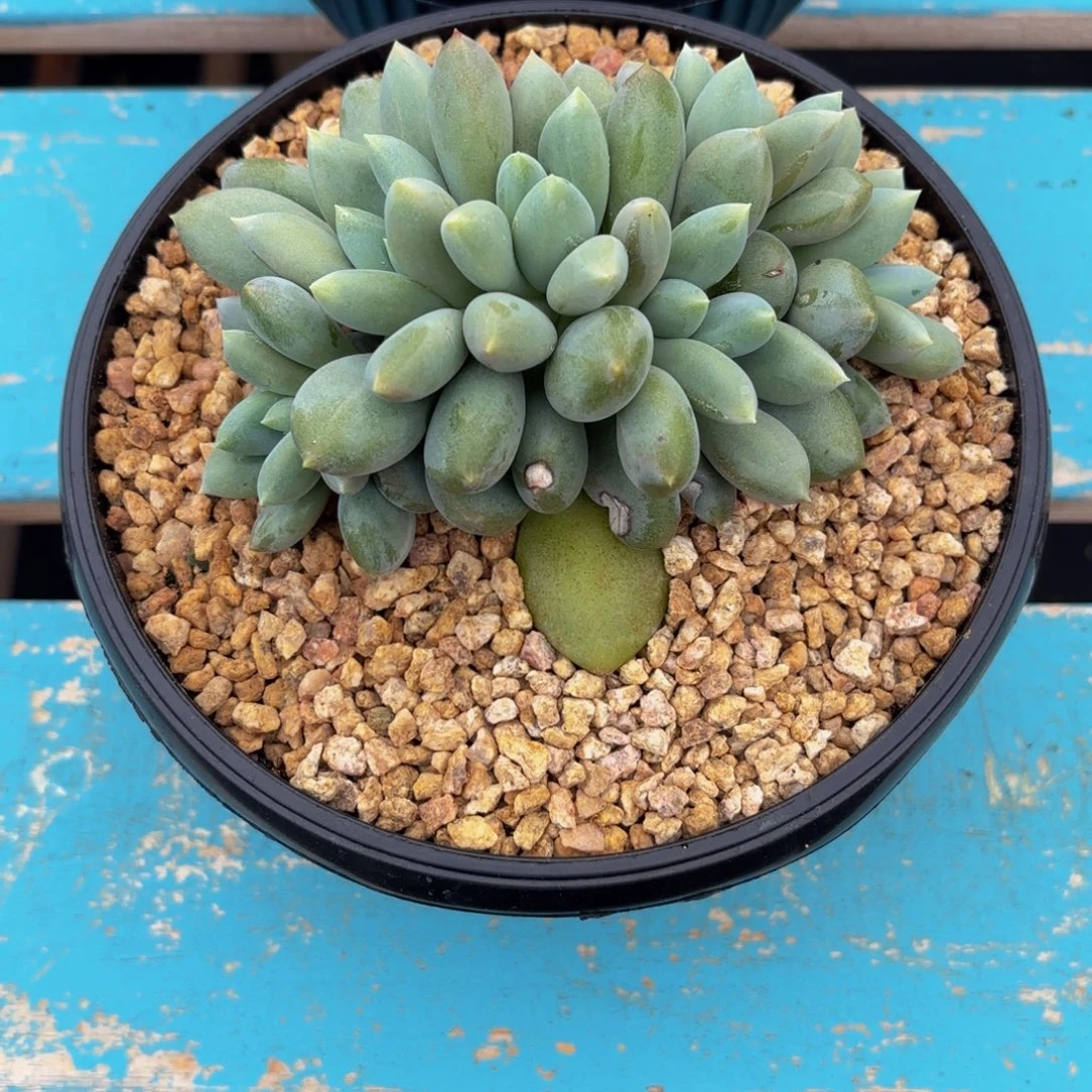 糖***多哥特萝莉多肉植物