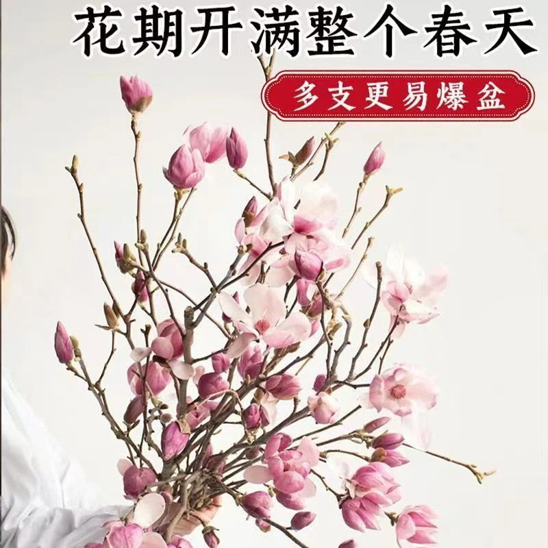 水培玉兰鲜切枝带花苞室内浓香耐寒花卉懒人好养活