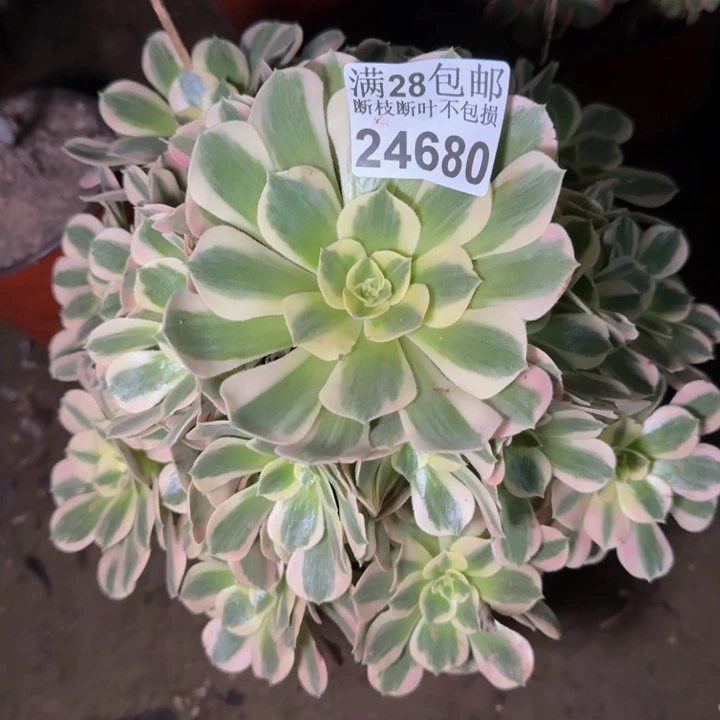 24680女郎多肉植物