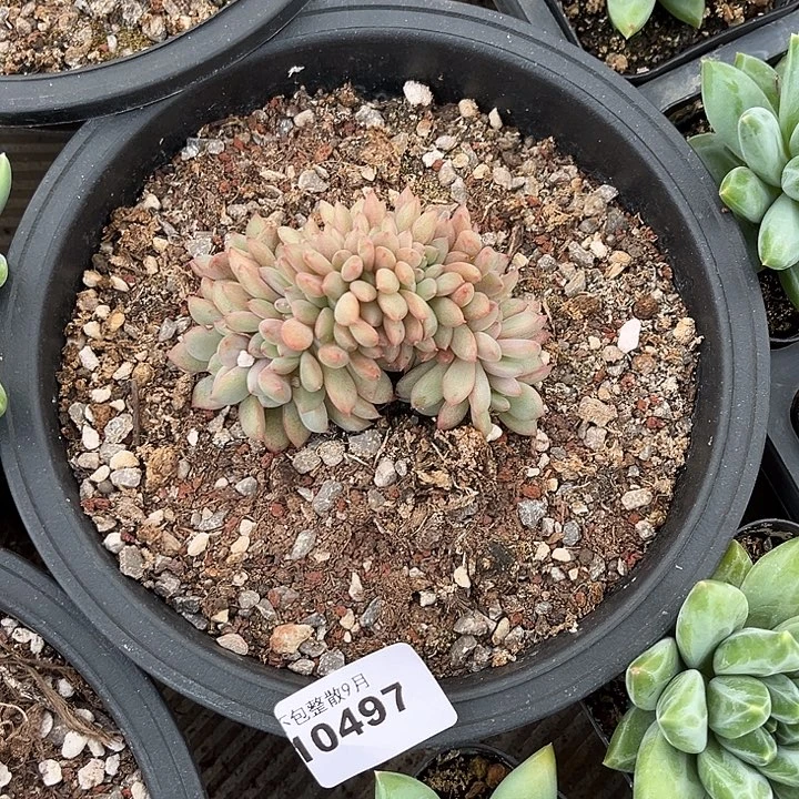 阿雅园艺。         496凌雪缀