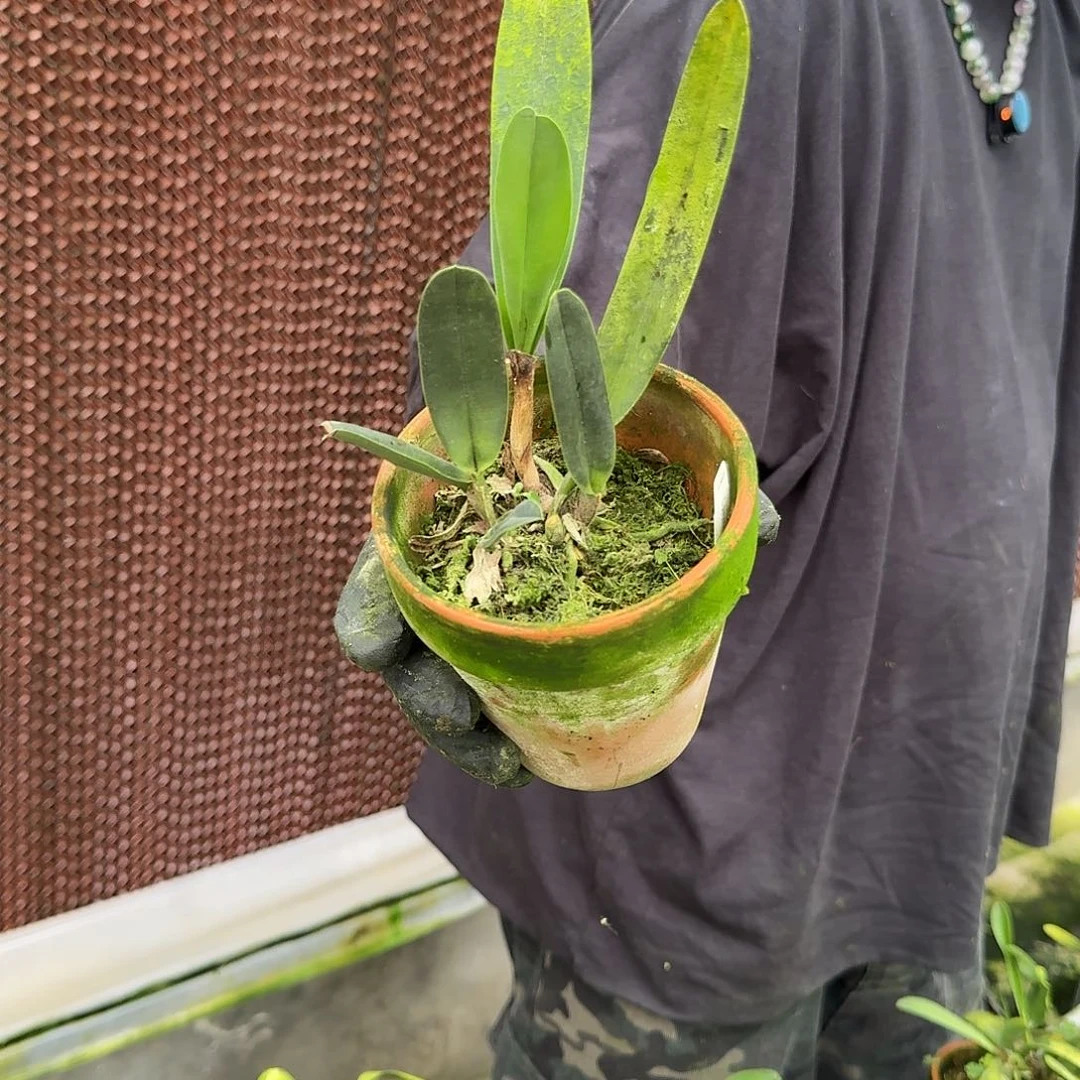 当前无花栽培后可以开花灰蓝火婆婆 叶瑕疵不售后