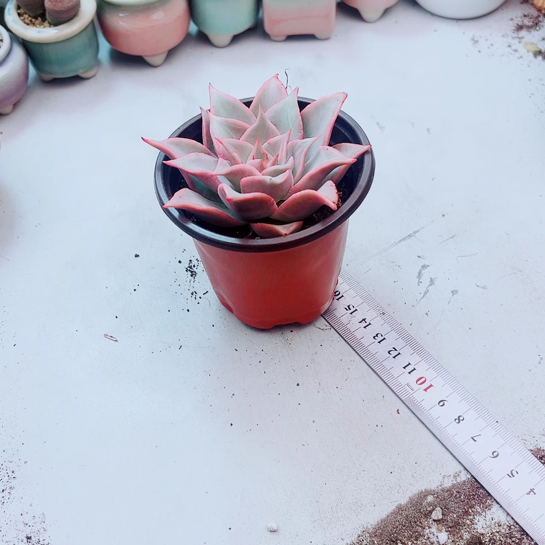 粉色饺子皮多肉 植物