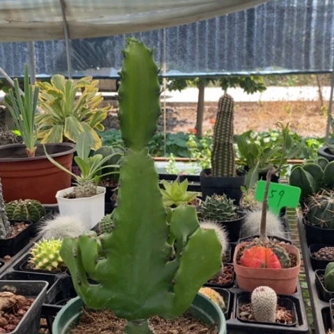 三角麒麟11仙人球