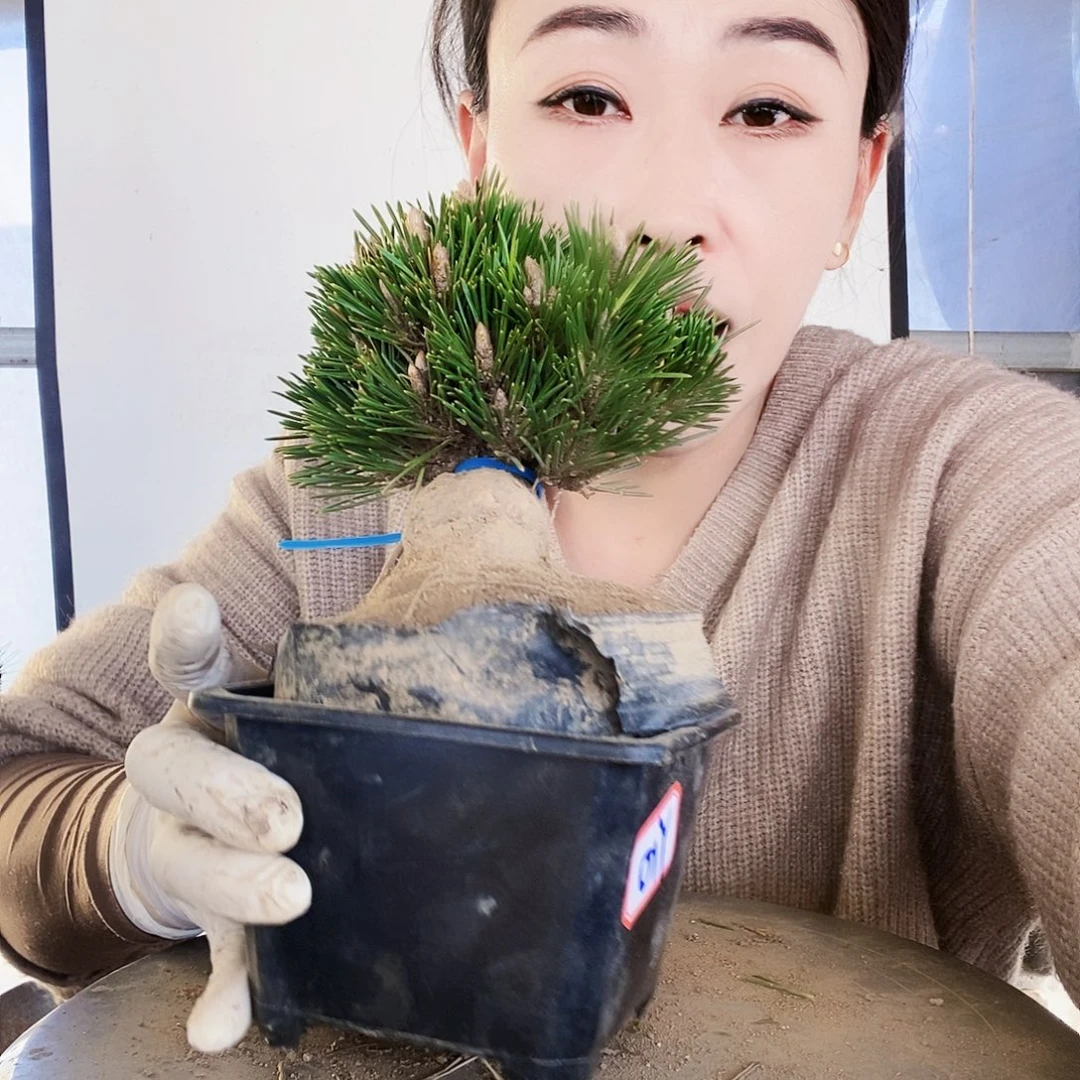 无花朵植物形态多年生草本