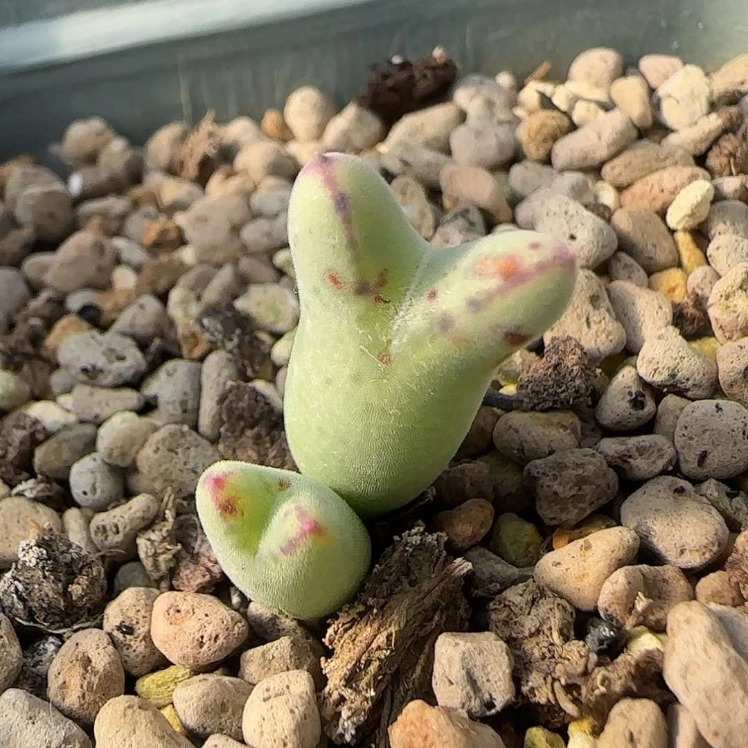 11-25-3-1当天满38包邮日系985猪蹄脱土