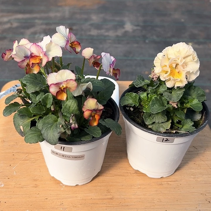 红陶抖音直播闪拍11-12