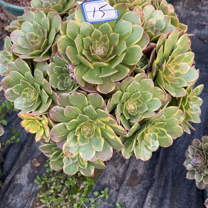 芳***姐15半夏多肉植物法师