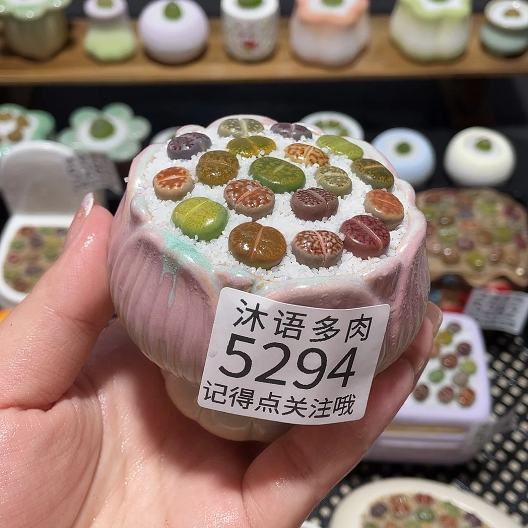 带盆土植物 一物一拍5294