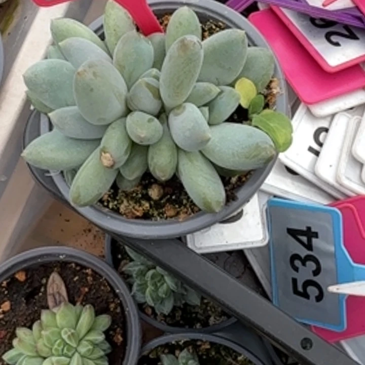 多肉植物胖体哥特251