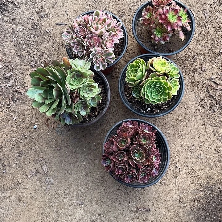 180多肉植物组合，