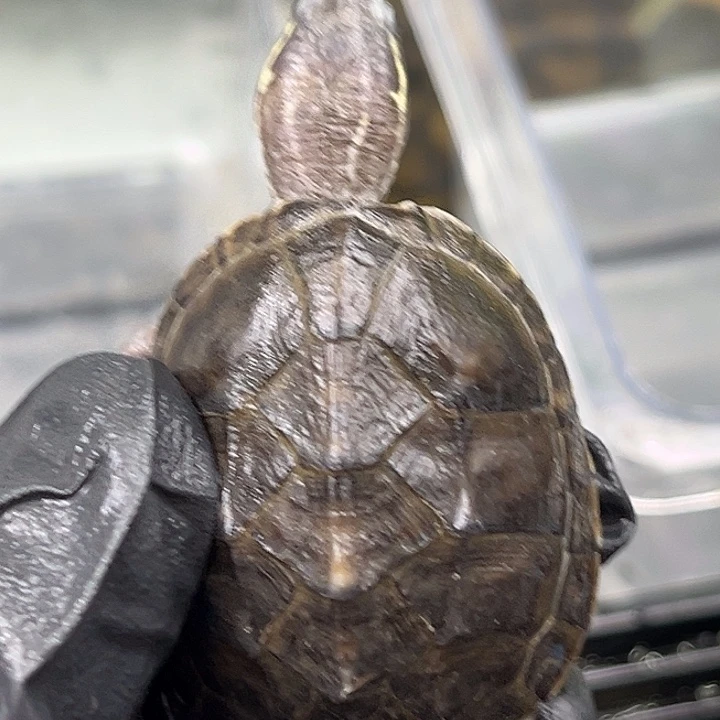 白色蚕宝宝龟龟龟龟龟龟龟龟龟龟