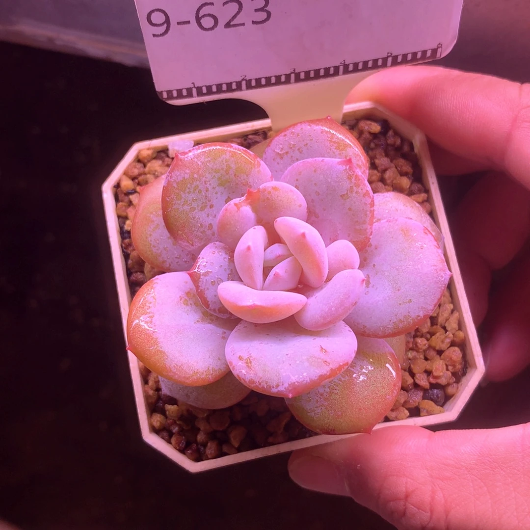 奶茶单头精品多肉58包邮