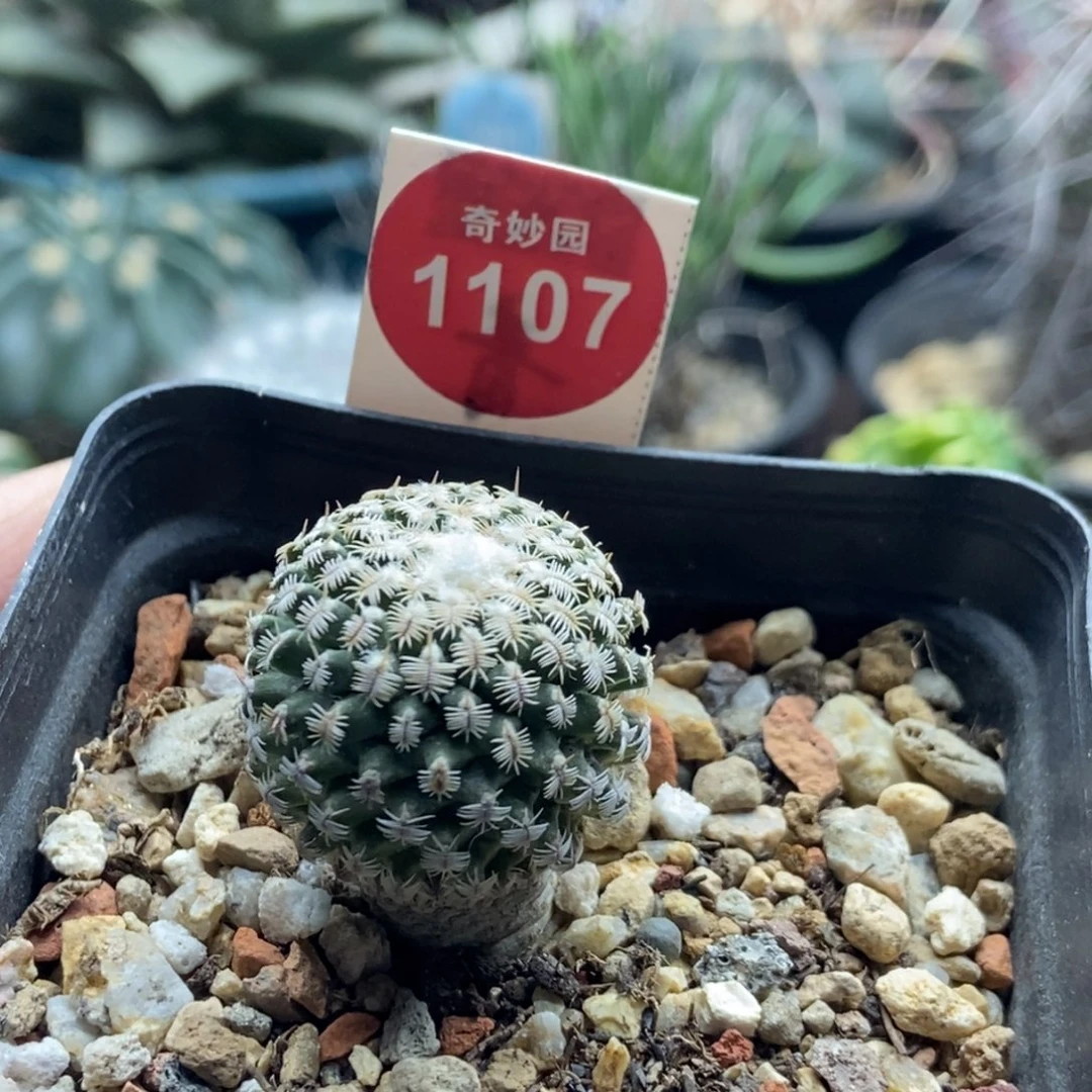 实生海胆娇丽2.4cm一棵仙人球