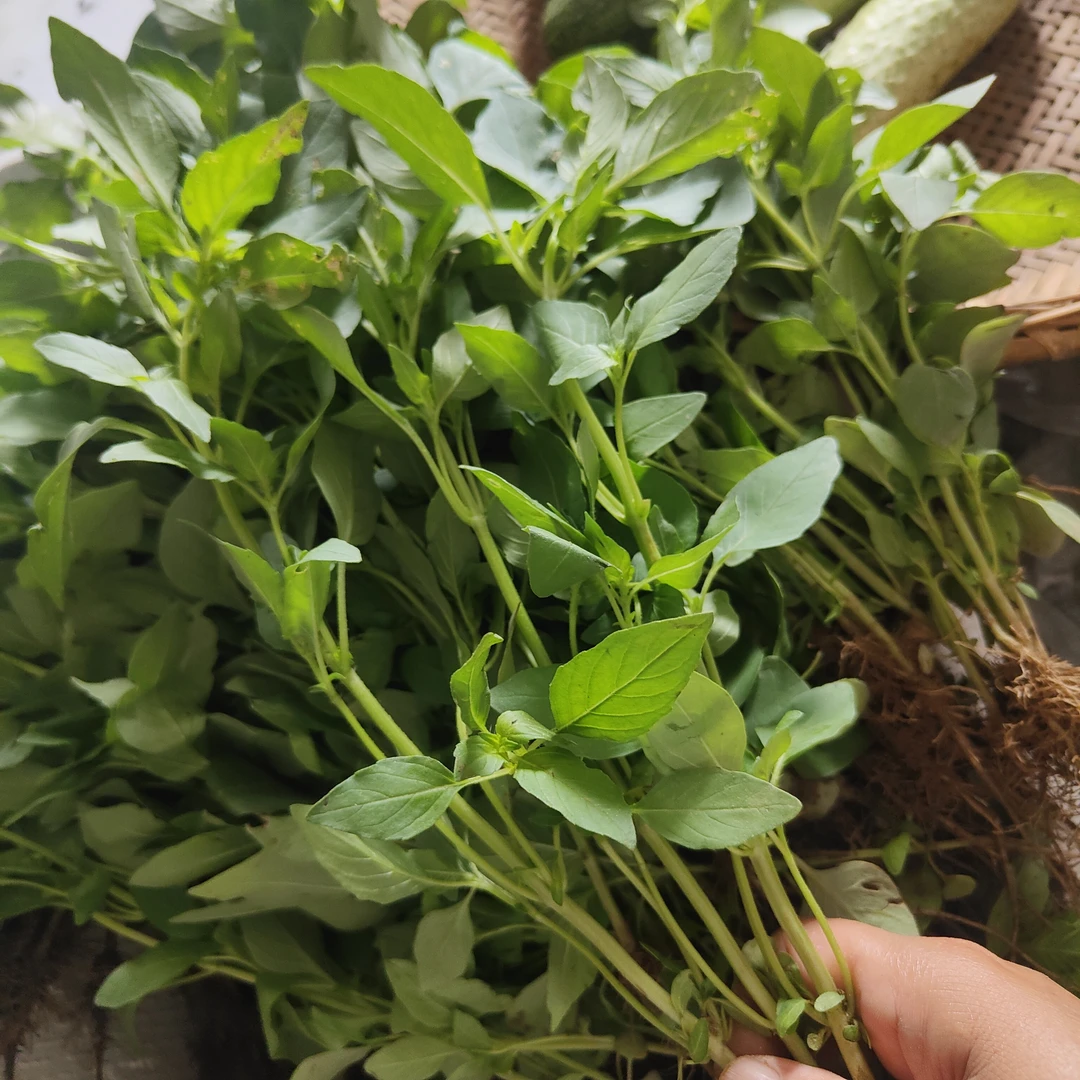 湖北大叶荆芥菜现采现发新鲜可口凉拌拌变蛋松花蛋黄瓜就面条美味