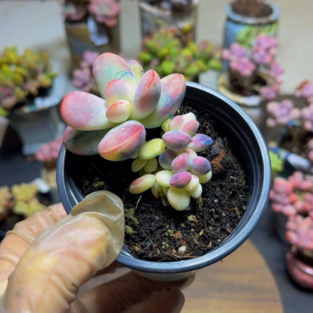 177乒乓福娘锦5厘米多肉