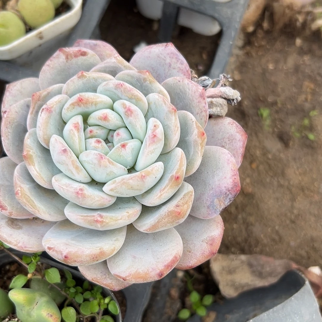 多肉植物橙梦露单头