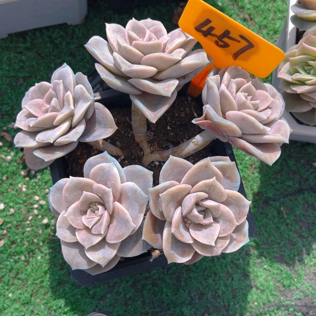 赵**吖457fghjjjjjjjkn