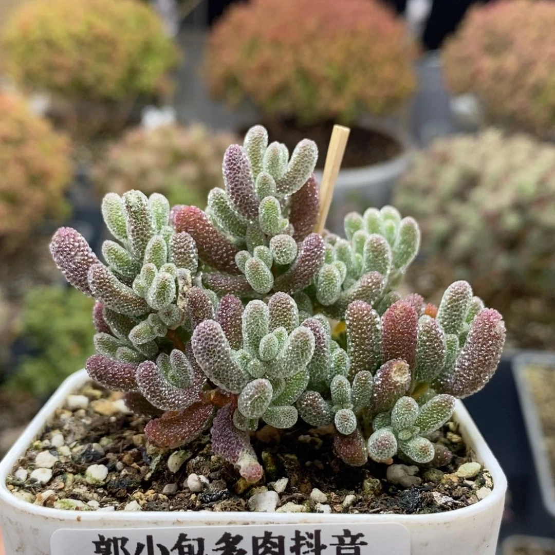 L*.优选冰晶0509枝干番杏