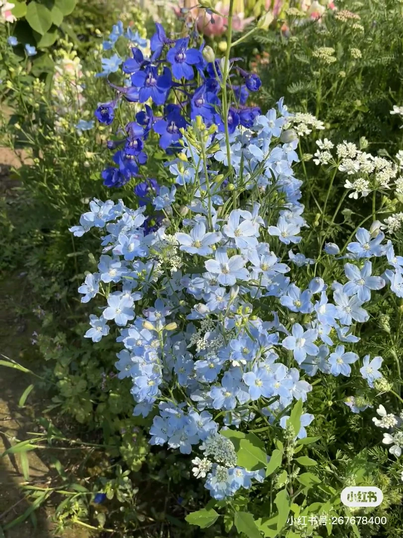 【小花飞燕草】150口径大盆  宿根多年生庭院四季