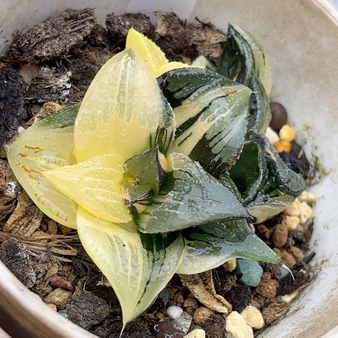 42双头茜云芭提雅锦福利专场