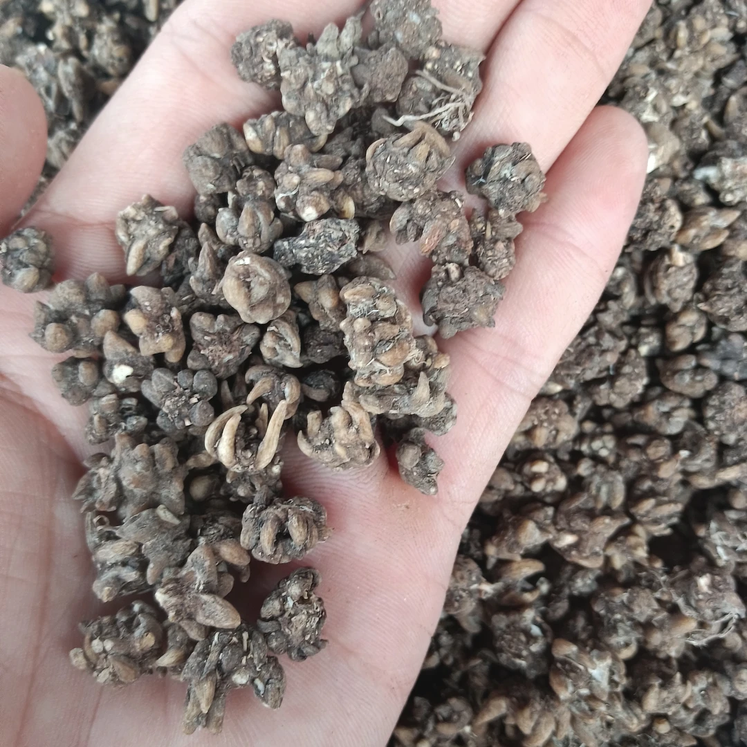 天然猫爪草农产品新货