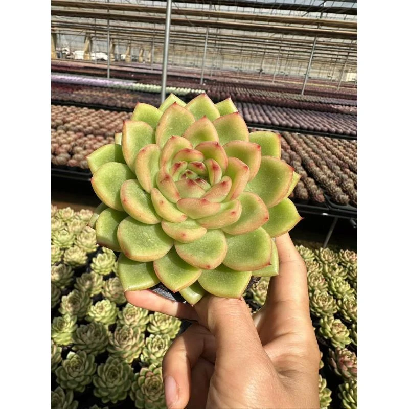 11#凌波微步青春版多肉植物       前男友精品多肉SM0982