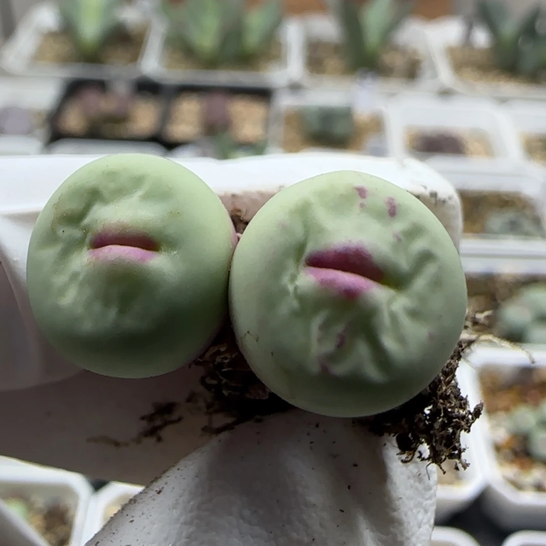 皮****9-15当天满38包邮1.3cm大红嘴