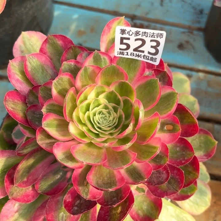 523孔雀翎掌心多肉法师锦不包侧枝断枝