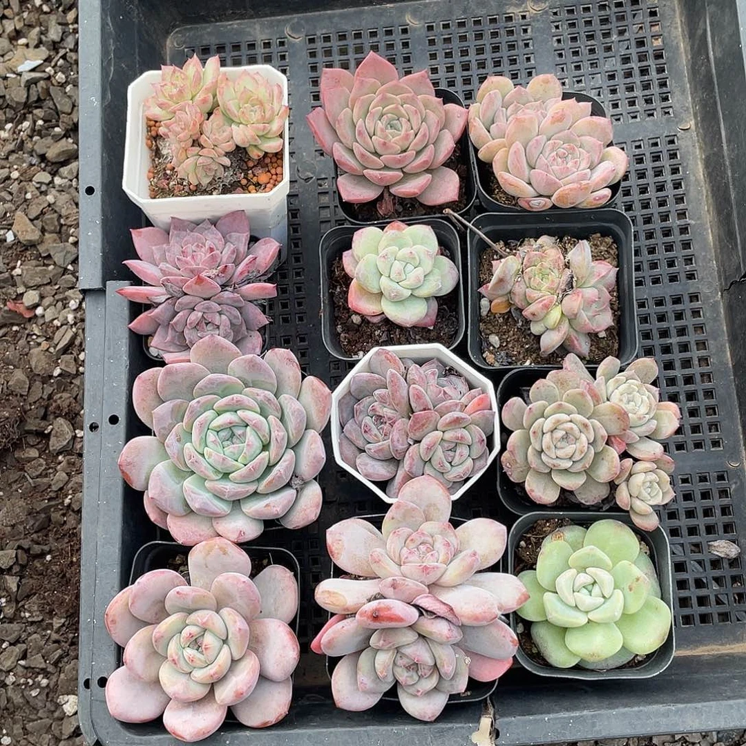 框拍，精品多肉植物