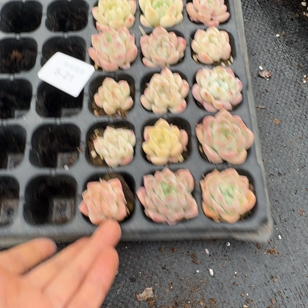 5-21带穴盘发货冰玉杂交麦秆十五颗量拍