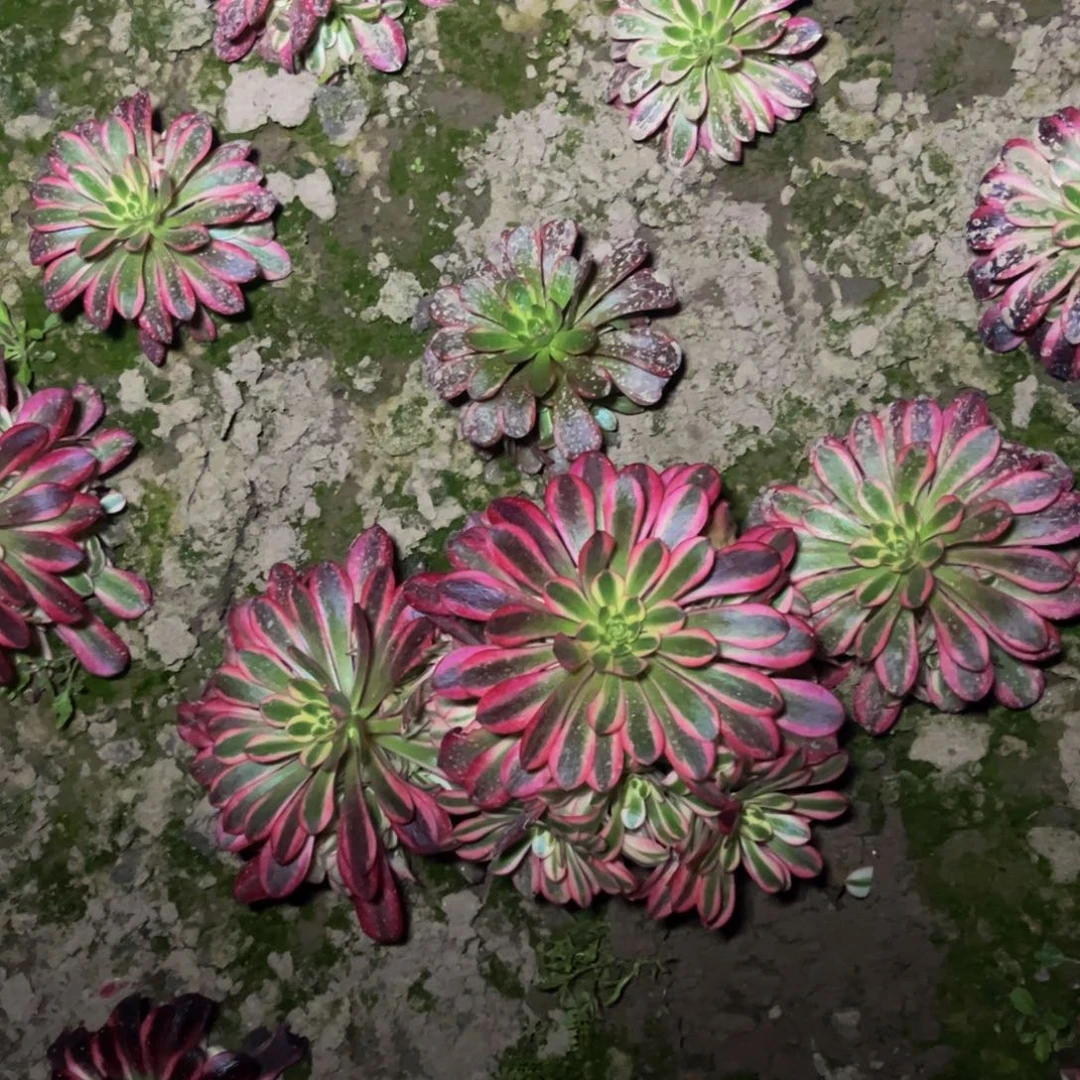 美杜莎多肉植物捧花的