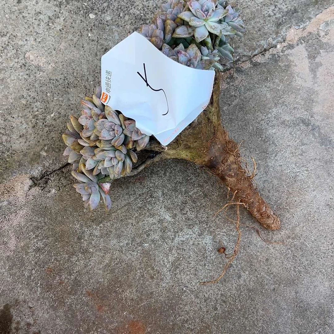 小***熊淡雪多肉一物一拍