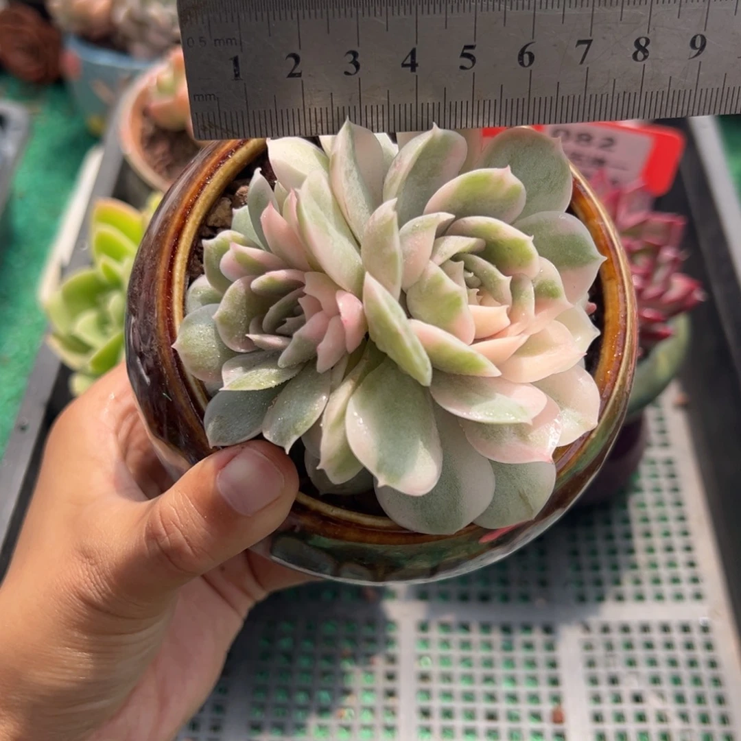 表妹精品多肉植物6466.