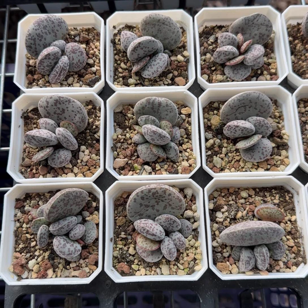 巨型花蛋量拍链接