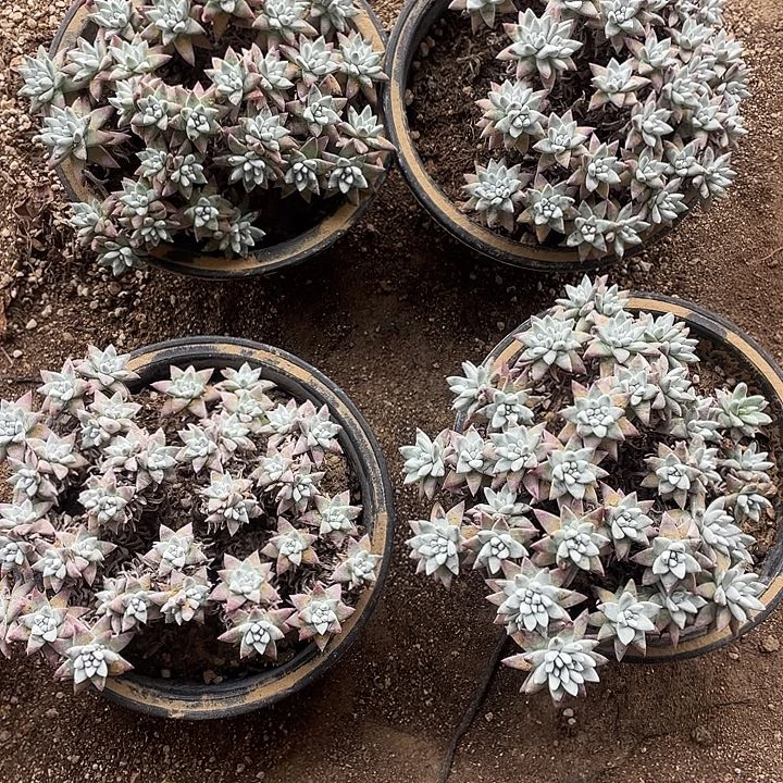 白菊160盆一物一拍