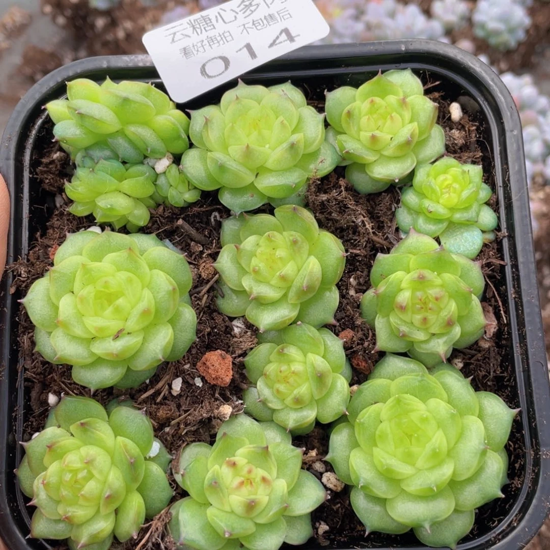 云糖心多肉植物14