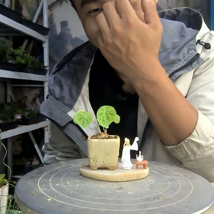 浅*中青园艺一物一拍215