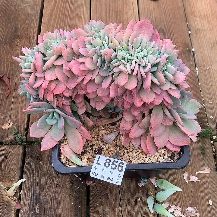 暮光之城缀化 多肉植物9.28号发