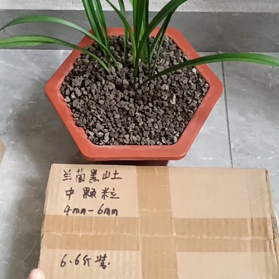 洋***样兰菌黑山土中颗粒6.6斤