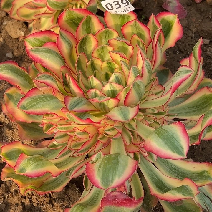 3.16-39爱丽丝手捧2